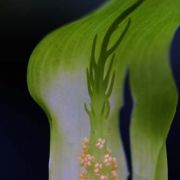 Image of Arisaema maxwellii  Hett. & G. Gusman.