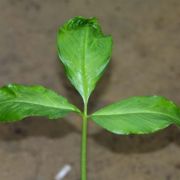 Image of Arisaema maxwellii  Hett. & G. Gusman.