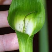 Image of Arisaema maxwellii  Hett. & G. Gusman.