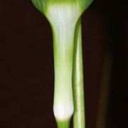 Image of Arisaema maxwellii  Hett. & G. Gusman.