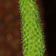 Image of Arisaema maxwellii  Hett. & G. Gusman.