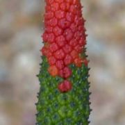 Image of Arisaema maxwellii  Hett. & G. Gusman.