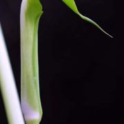 Image of Arisaema maxwellii  Hett. & G. Gusman.