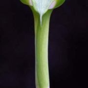 Image of Arisaema maxwellii  Hett. & G. Gusman.