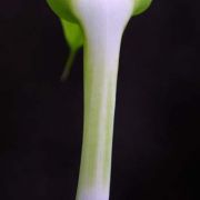 Image of Arisaema maxwellii  Hett. & G. Gusman.