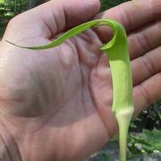 Image of Arisaema maxwellii  Hett. & G. Gusman.