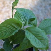 Image of Arisaema maxwellii  Hett. & G. Gusman.