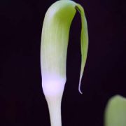 Image of Arisaema maxwellii  Hett. & G. Gusman.