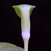 Image of Arisaema maxwellii  Hett. & G. Gusman.