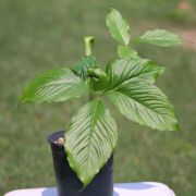 Image of Arisaema maxwellii  Hett. & G. Gusman.