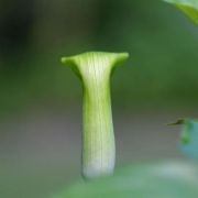 Image of Arisaema maxwellii  Hett. & G. Gusman.