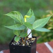 Image of Arisaema maxwellii  Hett. & G. Gusman.