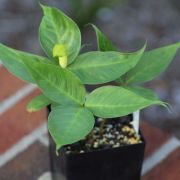 Image of Arisaema maxwellii  Hett. & G. Gusman.