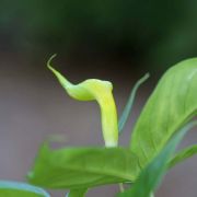Image of Arisaema maxwellii  Hett. & G. Gusman.