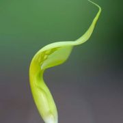 Image of Arisaema maxwellii  Hett. & G. Gusman.