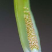 Image of Arisaema maxwellii  Hett. & G. Gusman.