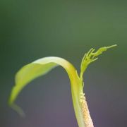 Image of Arisaema maxwellii  Hett. & G. Gusman.