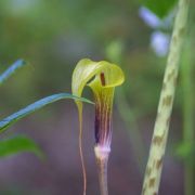 Image of Arisaema muratae  J.T. Yin & G. Gusman.