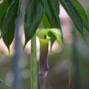 Image of Arisaema muratae  J.T. Yin & G. Gusman.