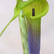 Image of Arisaema muratae  J.T. Yin & G. Gusman.