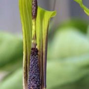 Image of Arisaema muratae  J.T. Yin & G. Gusman.