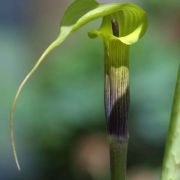 Image of Arisaema muratae  J.T. Yin & G. Gusman.