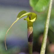 Image of Arisaema muratae  J.T. Yin & G. Gusman.