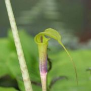 Image of Arisaema muratae  J.T. Yin & G. Gusman.