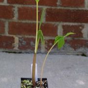 Image of Arisaema murrayi  (J. Graham) Hook..