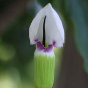 Image of Arisaema murrayi  (J. Graham) Hook..