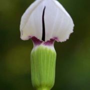 Image of Arisaema murrayi  (J. Graham) Hook..