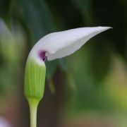 Image of Arisaema murrayi  (J. Graham) Hook..