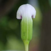 Image of Arisaema murrayi  (J. Graham) Hook..