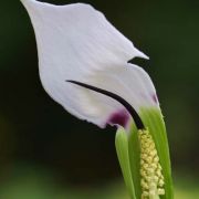 Image of Arisaema murrayi  (J. Graham) Hook..