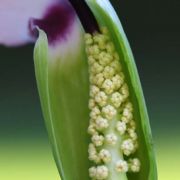 Image of Arisaema murrayi  (J. Graham) Hook..