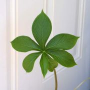 Image of Arisaema murrayi  (J. Graham) Hook..