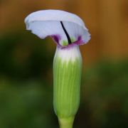 Image of Arisaema murrayi  (J. Graham) Hook..