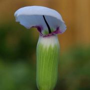 Image of Arisaema murrayi  (J. Graham) Hook..