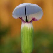 Image of Arisaema murrayi  (J. Graham) Hook..