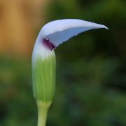 Image of Arisaema murrayi  (J. Graham) Hook..