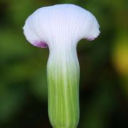 Image of Arisaema murrayi  (J. Graham) Hook..