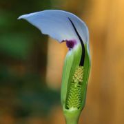 Image of Arisaema murrayi  (J. Graham) Hook..