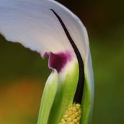 Image of Arisaema murrayi  (J. Graham) Hook..