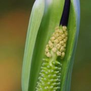 Image of Arisaema murrayi  (J. Graham) Hook..