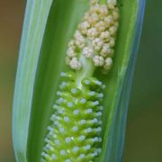 Image of Arisaema murrayi  (J. Graham) Hook..