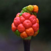 Image of Arisaema murrayi  (J. Graham) Hook..