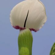 Image of Arisaema murrayi  (J. Graham) Hook..