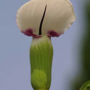 Image of Arisaema murrayi  (J. Graham) Hook..