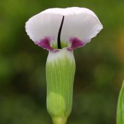 Image of Arisaema murrayi  (J. Graham) Hook..