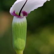 Image of Arisaema murrayi  (J. Graham) Hook..